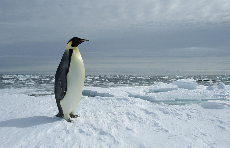 Emperor Penguin On Fast Ice Edge Photograph by Tui De Roy