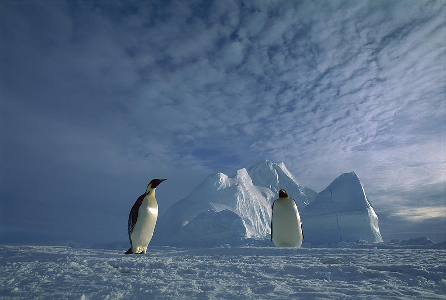 Emperor Penguin Pair Weddell Sea Photograph by Tui De Roy