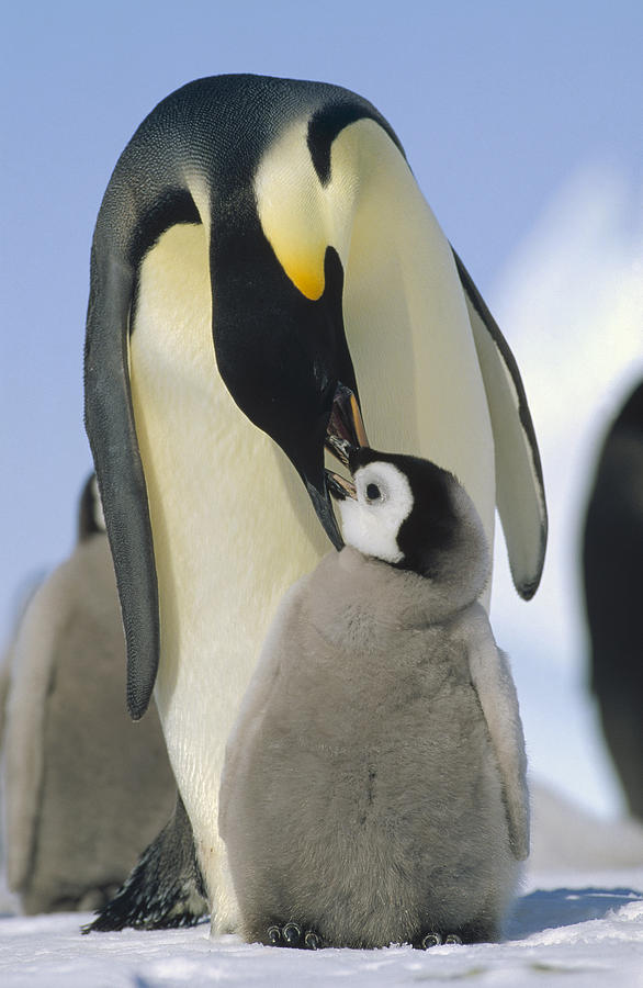 Emperor Penguin Parent Feeding Chick Photograph by Konrad Wothe