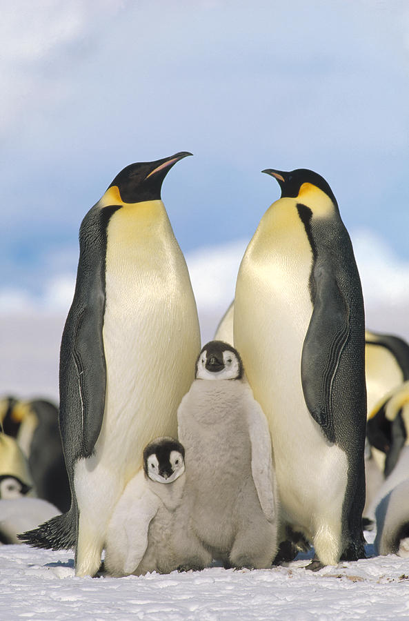 Emperor Penguin Parents With Chicks Photograph by Konrad Wothe