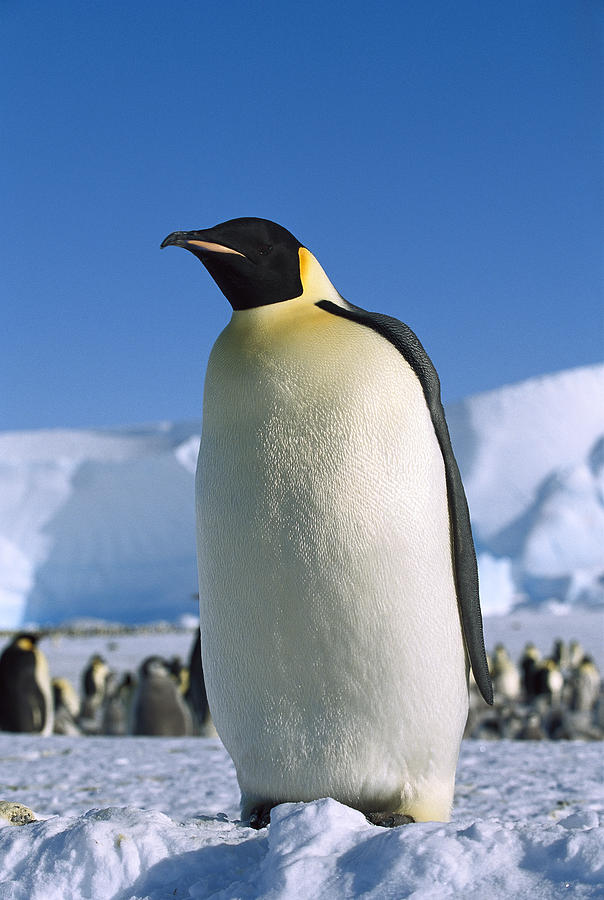Emperor Penguin Portrait Antarctica Photograph by Konrad Wothe