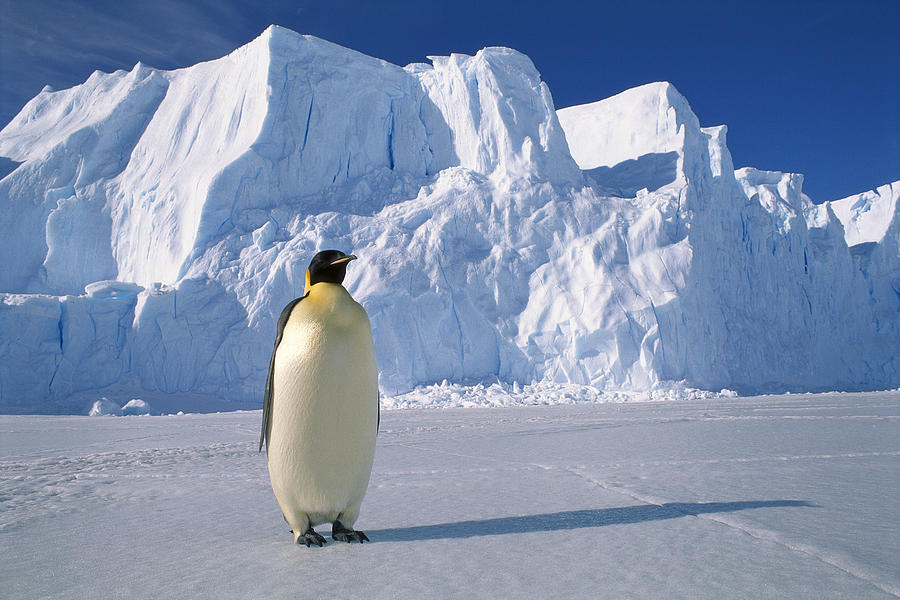 Emperor Penguin  Rookery Antarctica Photograph by Pete Oxford