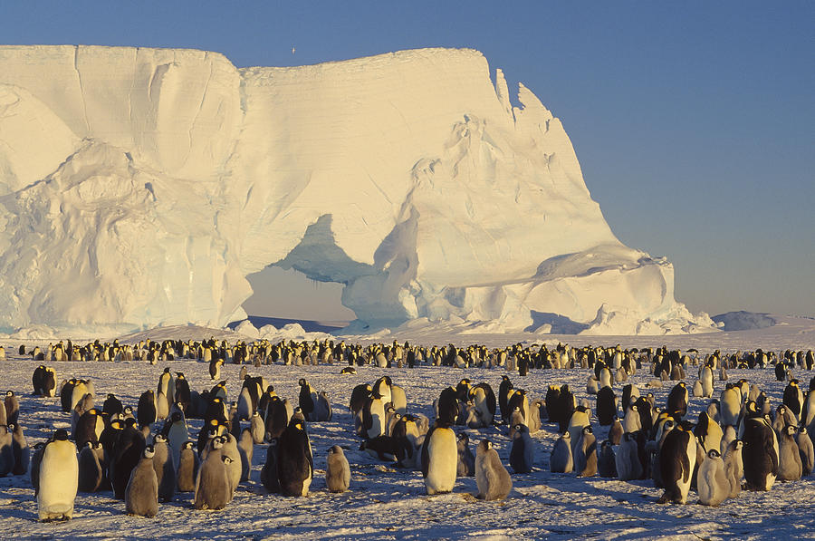 Emperor Penguin Rookery With Iceberg Photograph by Konrad Wothe