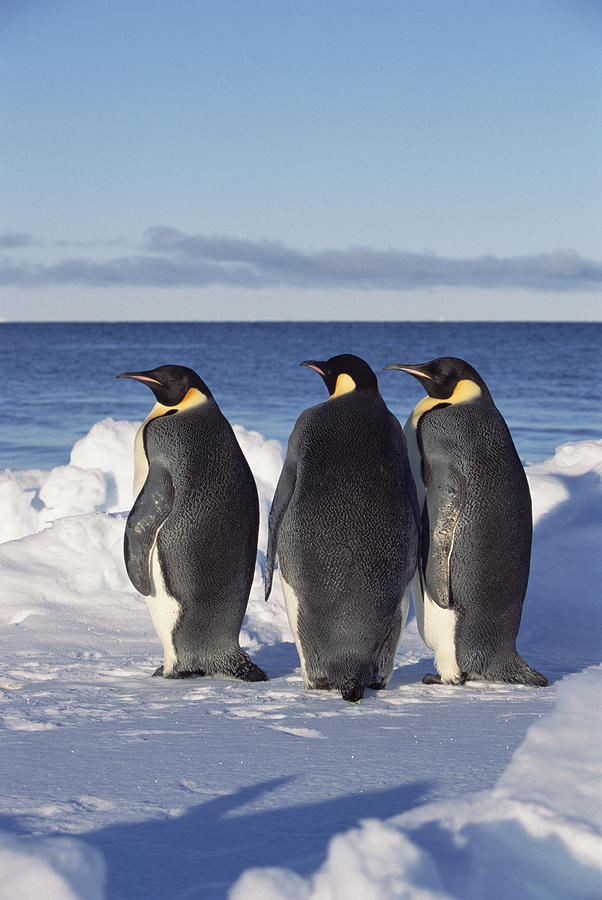 Emperor Penguin Trio On Edge Of Ice Photograph by Konrad Wothe