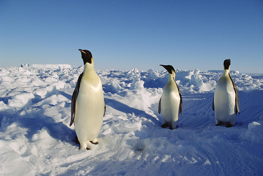 Emperor Penguin Trio On Ice Field Photograph by Konrad Wothe