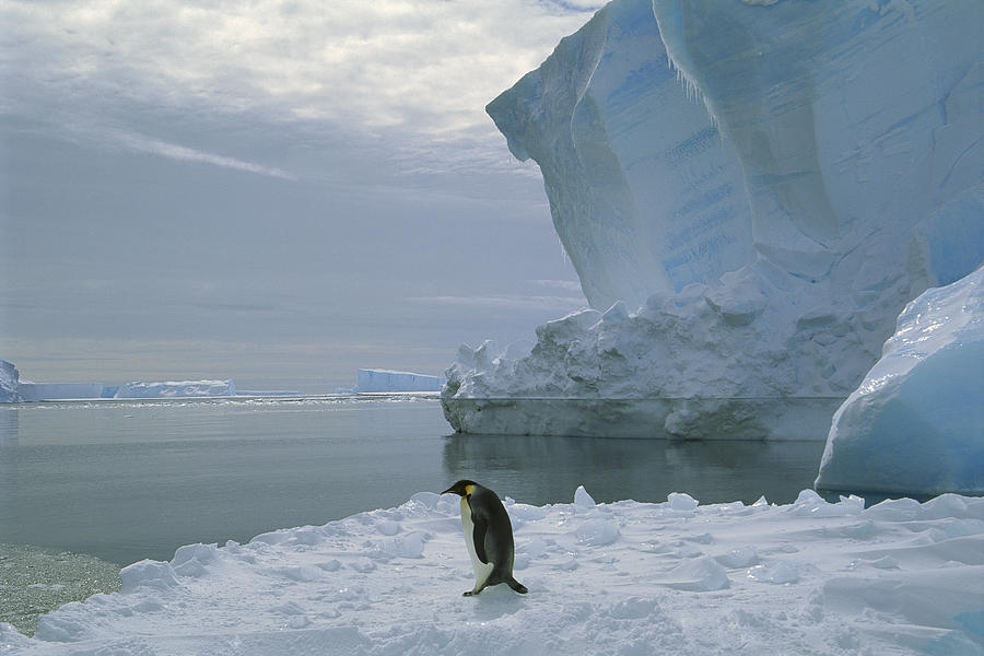 Emperor Penguin Walking Weddell Sea Photograph by Tui De Roy