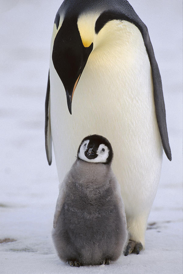 Emperor Penguin With Chick Antarctica Photograph by Konrad Wothe
