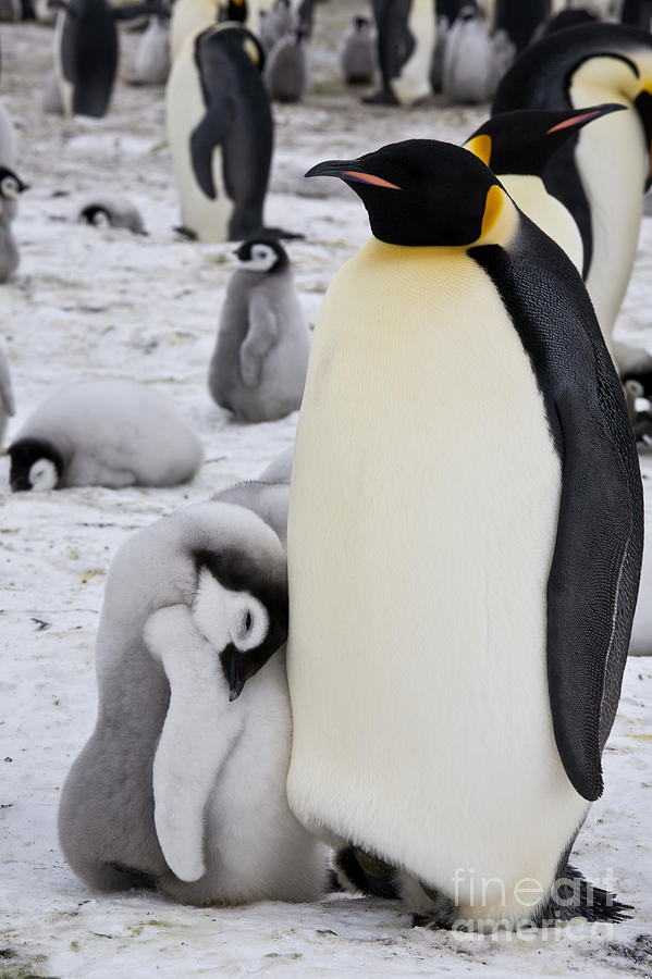 Emperor Penguin With Sleeping Chick Photograph by Greg Dimijian
