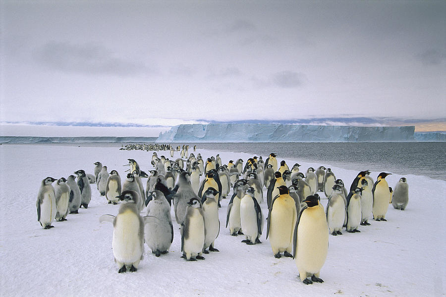 Emperor Penguins Along Fast Ice Edge Photograph by Tui De Roy