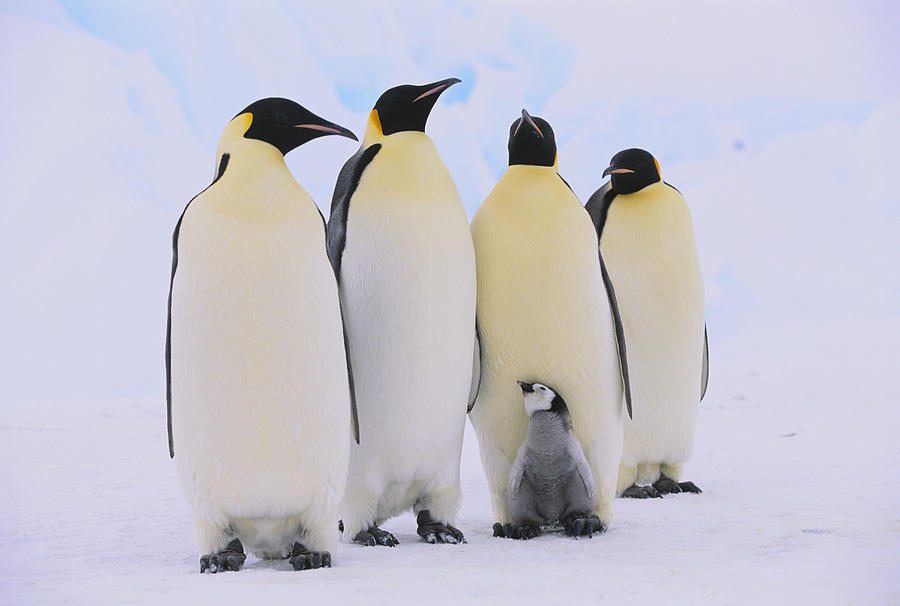 Emperor Penguins and Baby Photograph by Fuse