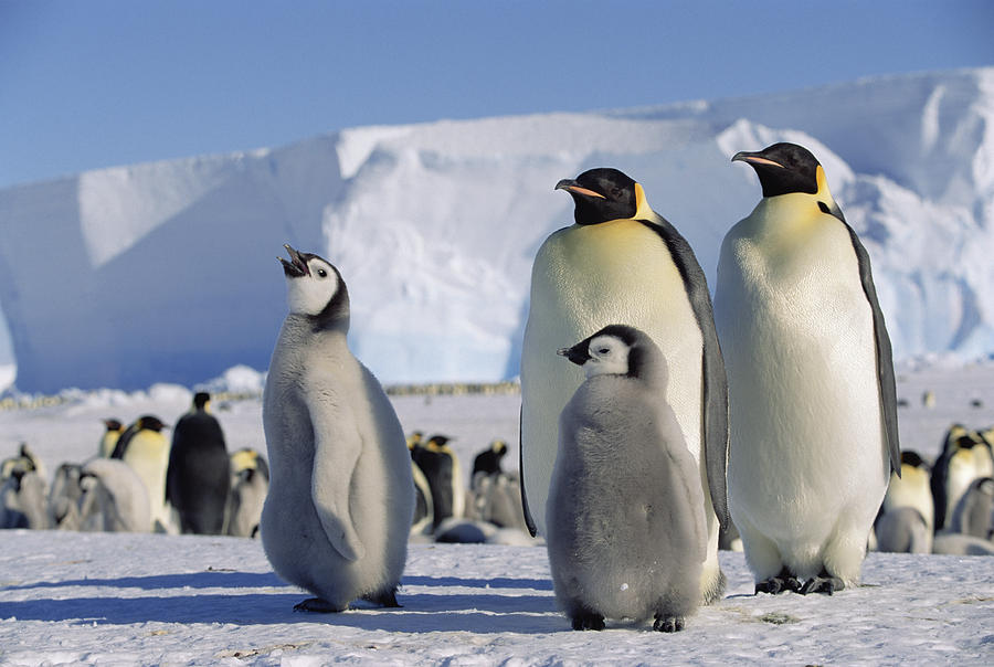 Emperor Penguins And Chick Antarctica Photograph by Konrad Wothe