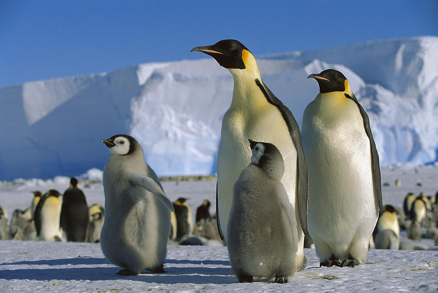 Emperor Penguins And Chicks Weddell Sea Photograph by Konrad Wothe