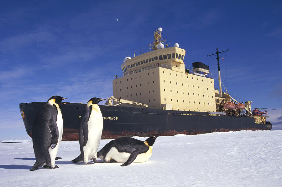Emperor Penguins And Russian Icebreaker Photograph by Tui De Roy