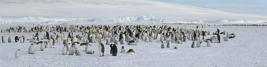 Penguin Photograph - Emperor Penguins Aptenodytes Forsteri by Panoramic Images