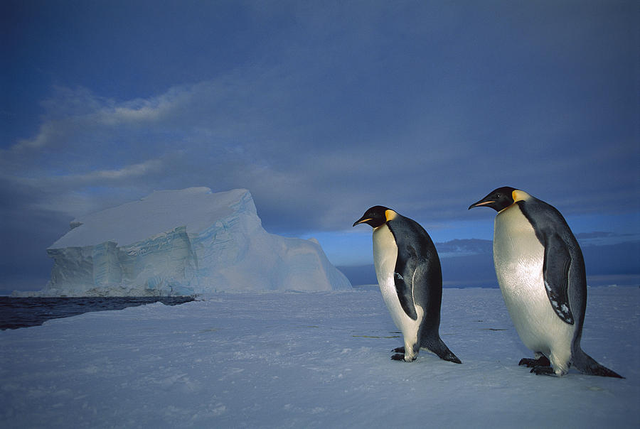 Emperor Penguins At Midnight Antarctica Photograph by Tui De Roy