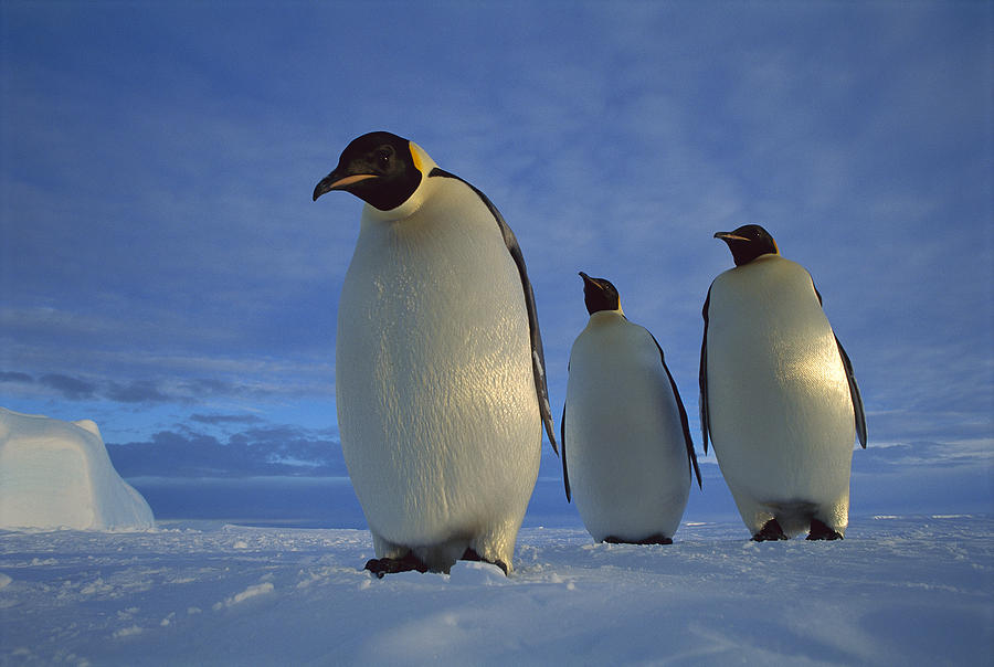 Emperor Penguins At Midnight Ekstrom Photograph by Tui De Roy