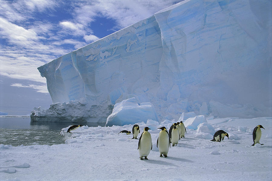 Emperor Penguins Commuting Ekstrom Ice Photograph by Tui De Roy