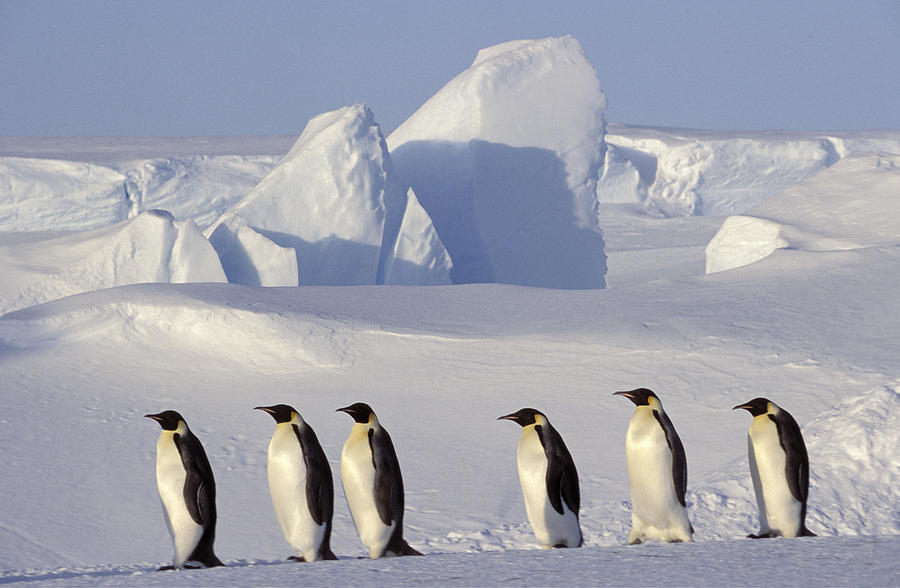 Emperor Penguins Dawson-lambton Glacier Photograph by Fritz Polking