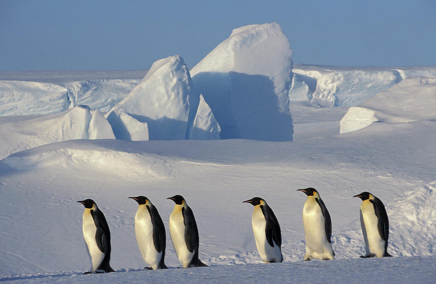 Emperor Penguins Habitat Pictures Printable