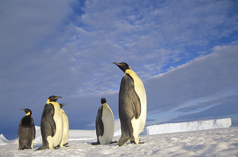 Emperor Penguins Kloa Point Antarctica Photograph by Tui De Roy