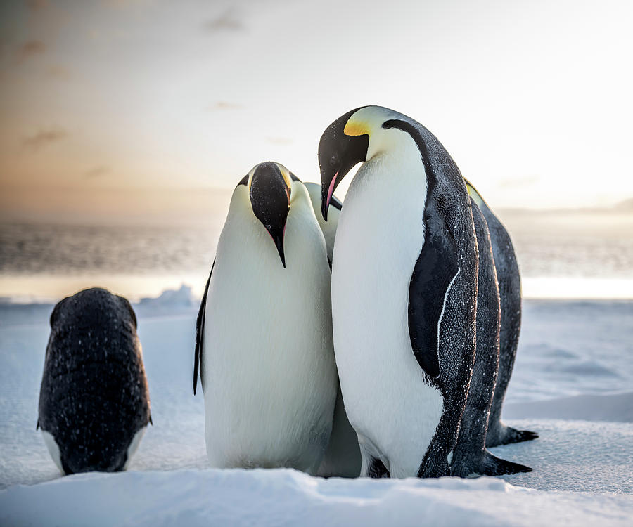 Emperor Penguins On The Sea Ice Photograph by Alasdair Turner Fine