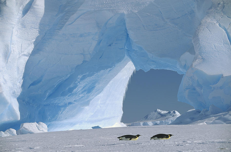 Emperor Penguins Tobogganing Antarctica Photograph by Konrad Wothe