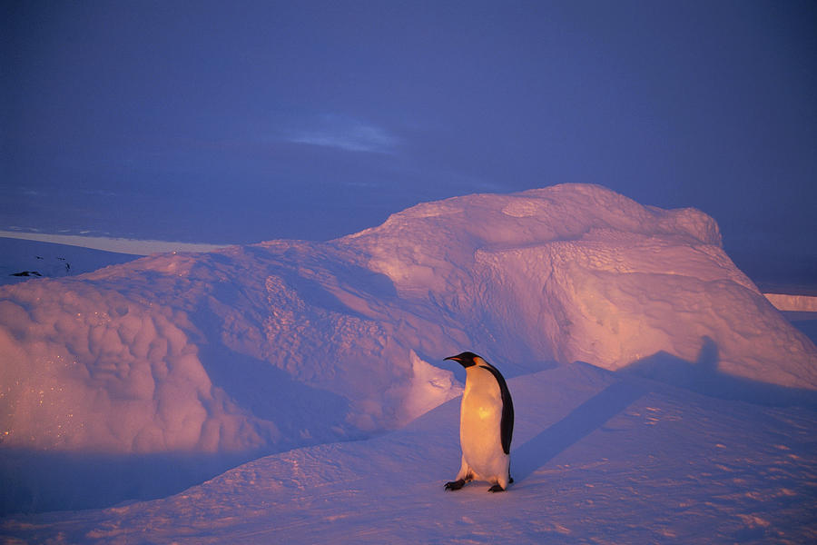 Emperor Penguins Tobogganing Antarctica Photograph by Tui De Roy