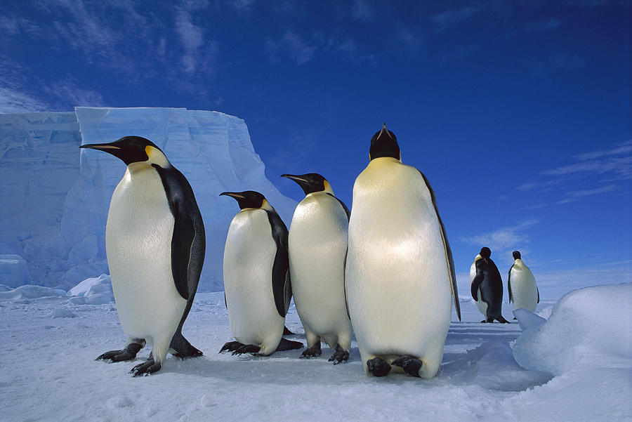 Emperor Penguins Weddell Sea Antarctica Photograph by Tui De Roy