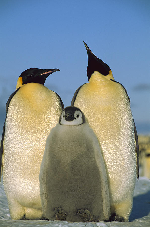 Emperor Penguins With Chick Weddell Sea Photograph by Pete Oxford