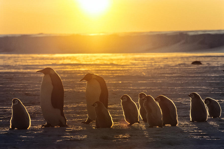 Emperor Penguins With Chicks Antarctica Photograph by Konrad Wothe