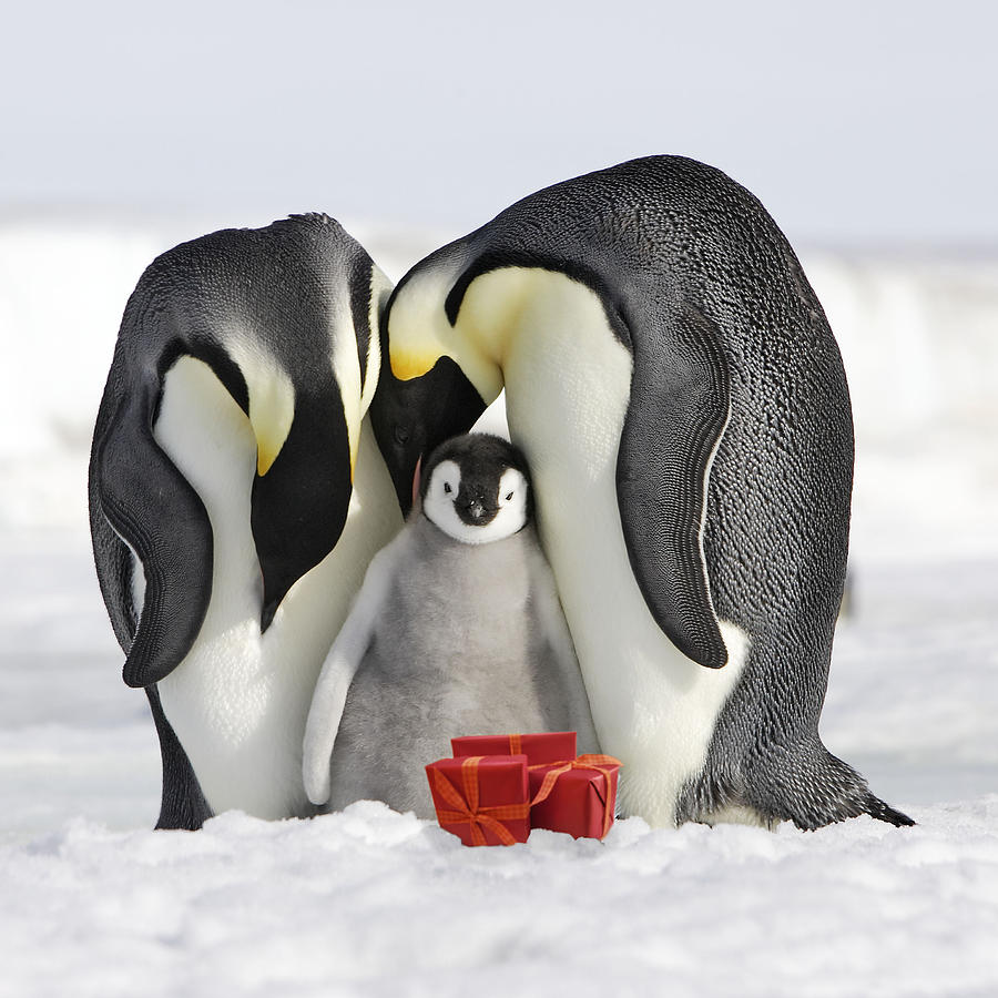 Emperor Penguins With Gifts Photograph by M. Watson