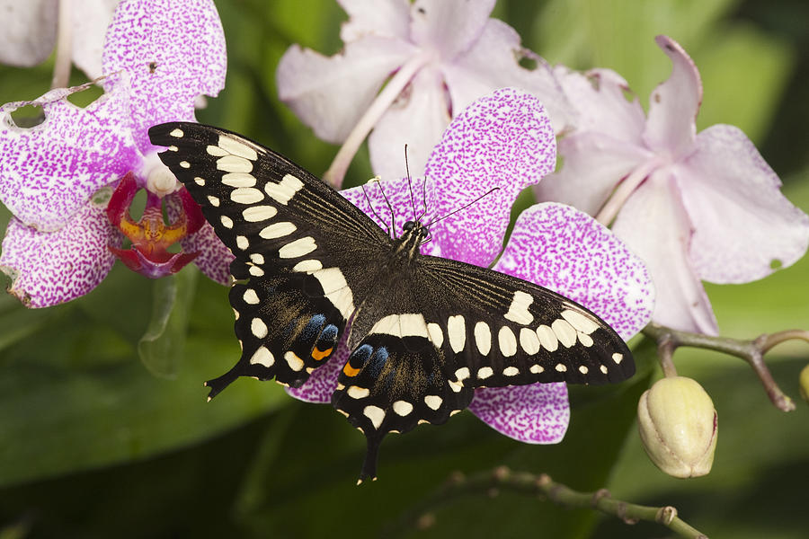 Emperor Swallowtail Arizona Photograph by Tom Vezo