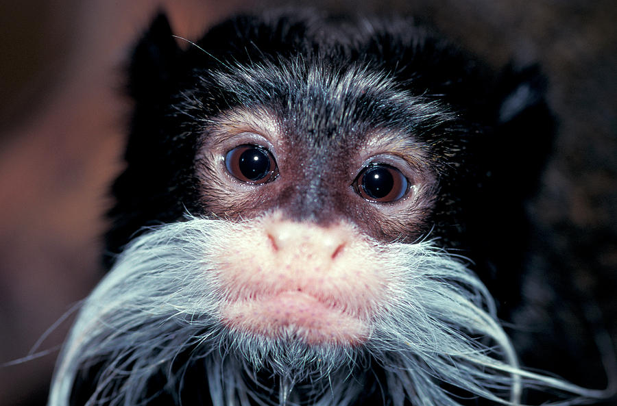 Emperor Tamarin Photograph by Chris Martin-bahr/science Photo Library ...