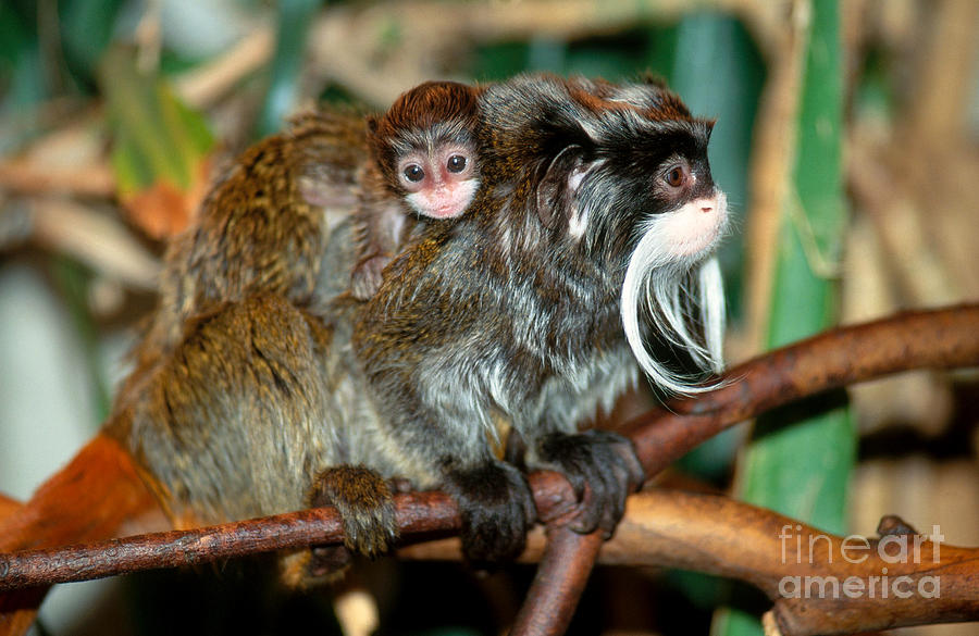 Emperor Tamarin With Young Photograph by Art Wolfe