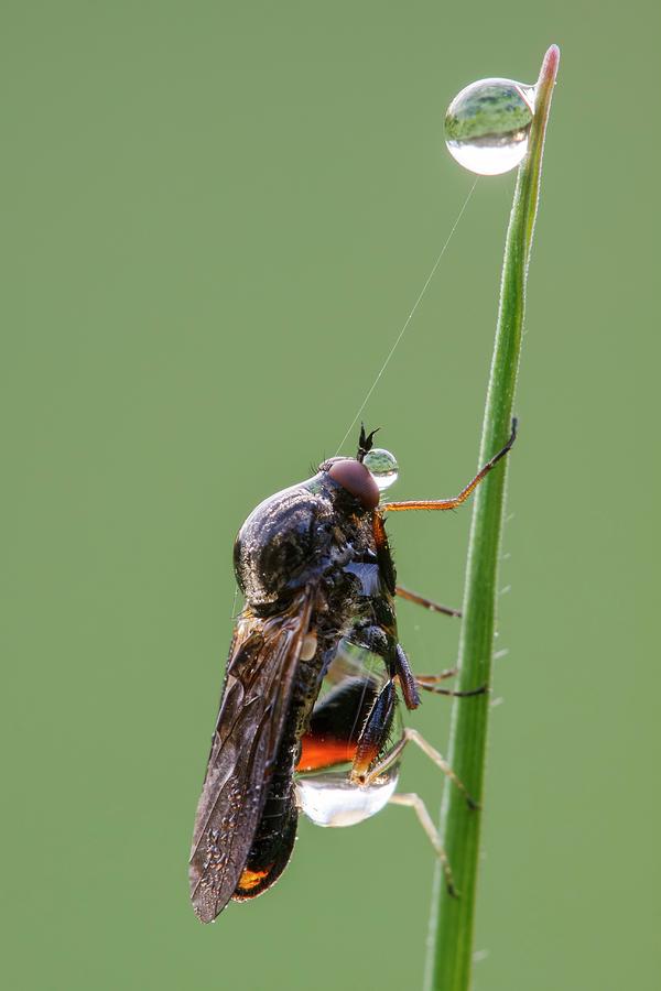 Empid Fly Covered In Dew Photograph by Heath Mcdonald/science Photo Library