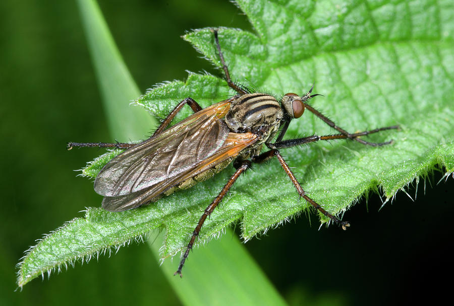Insects Photograph - Empid Fly by Nigel Downer