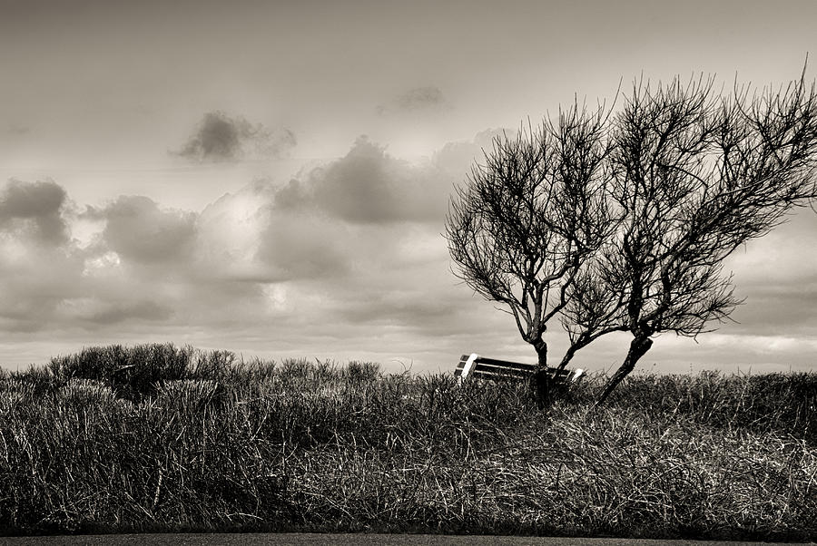 Empty Bench Naked Trees Photograph by Bob Orsillo