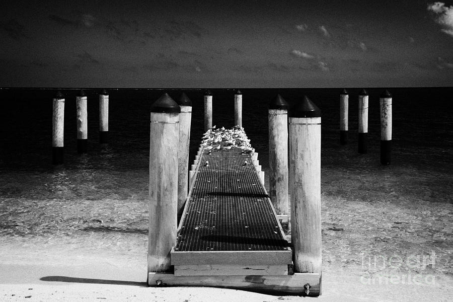Key Photograph - Empty Boat Pier With Seabirds Dry Tortugas Florida Keys Usa by Joe Fox