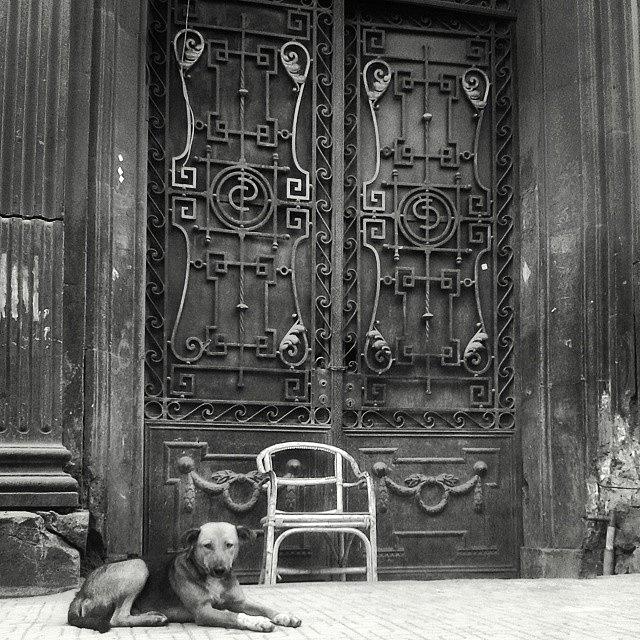 Dog Photograph - #empty #chair #house #dog #downtown by Hema Ezzat