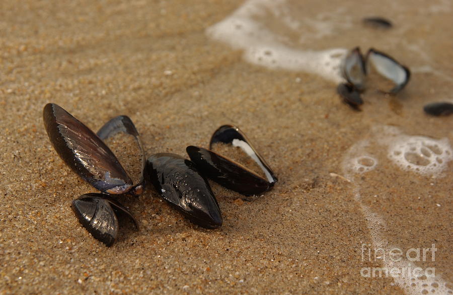 Empty Mussel Shells on Jersey Shore Photograph by Anna Lisa Yoder