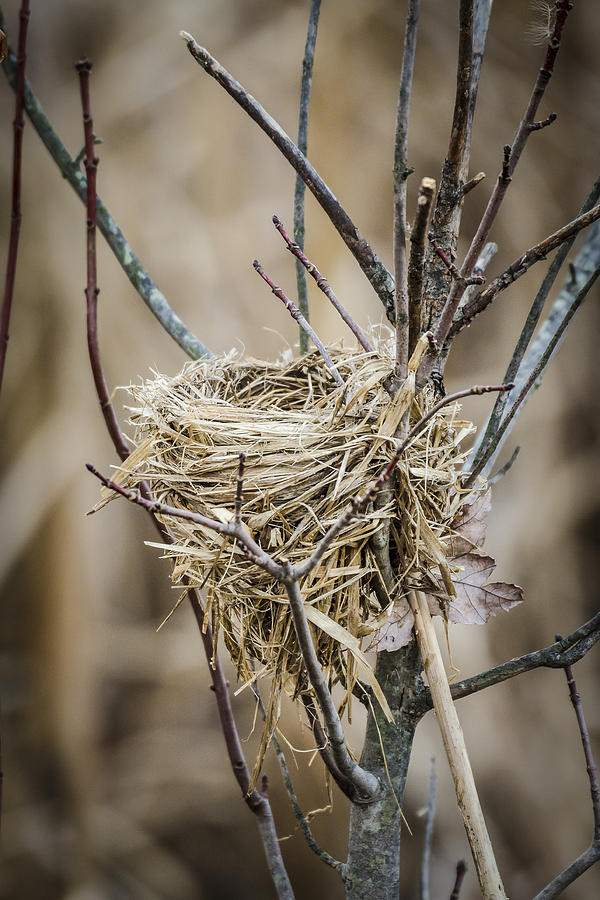 Empty Nest Photograph by Bradley Clay