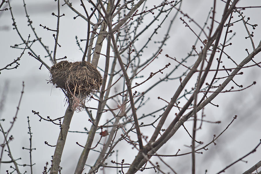 Empty Nest Photograph by GK Hebert Photography - Fine Art America