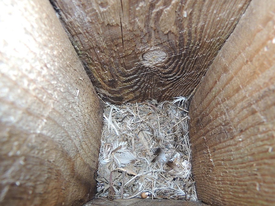 Empty Photograph - Empty Nest Syndrome by Anastasia Konn Empty Photograph - Empty Nest Syndrome by Anastasia Konn