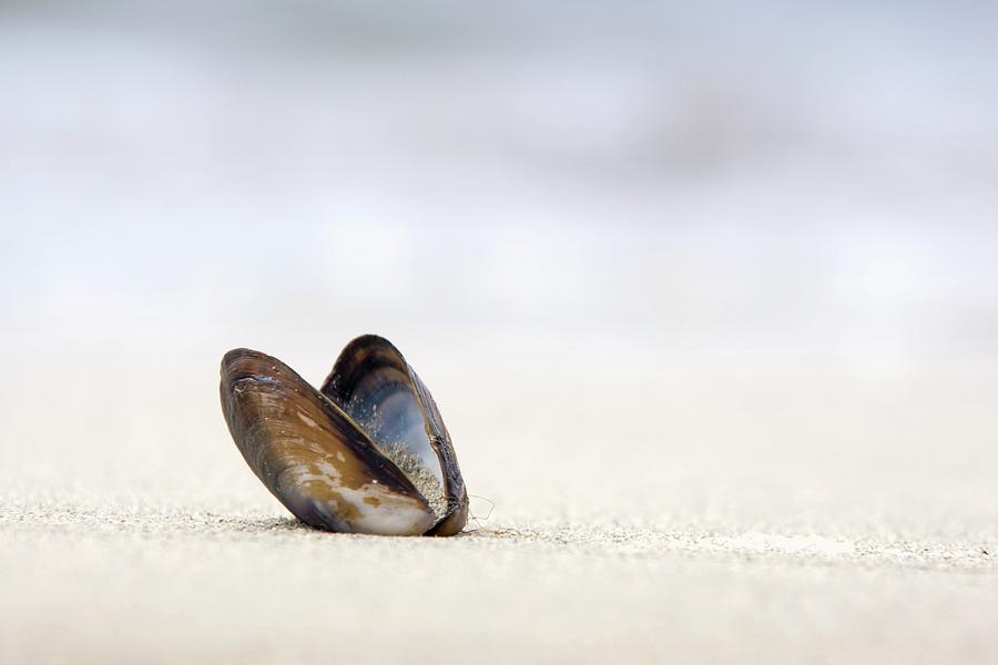 Empty Shell On The Sand Photograph by John Short