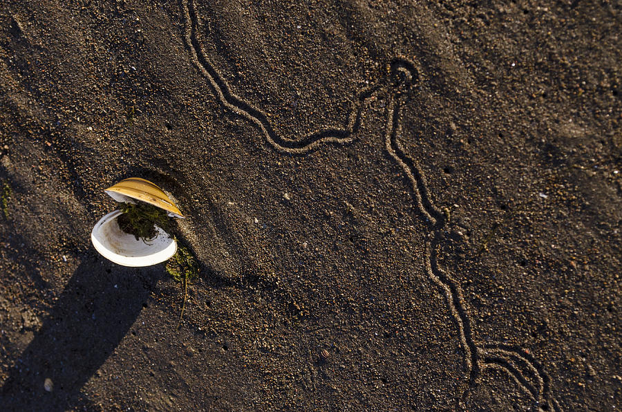 Empty Shell Photograph by Tara Friedt - Fine Art America