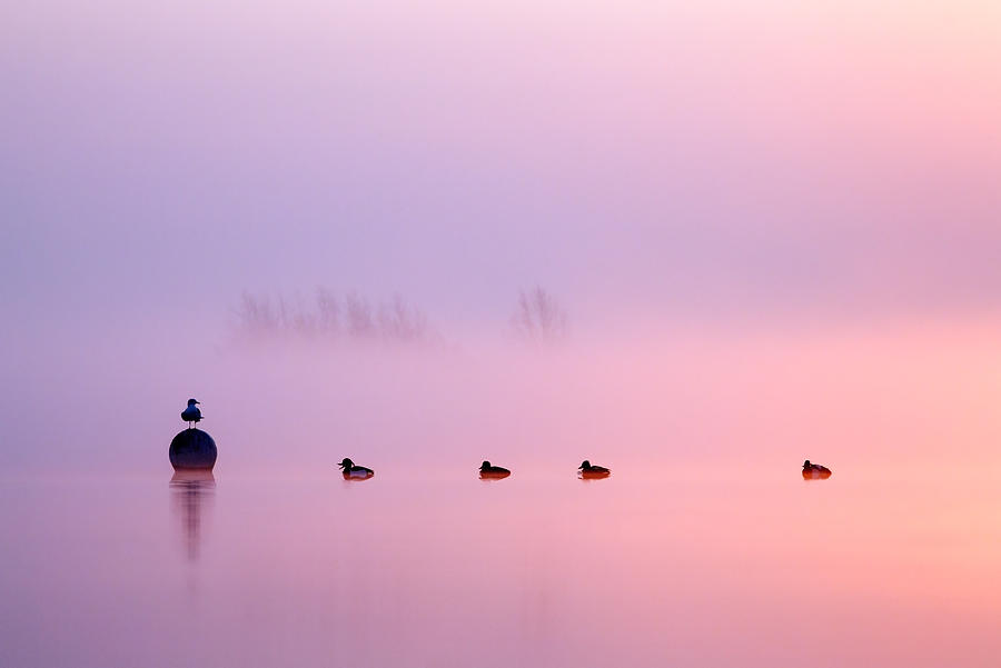 Bird Photograph - Empty Spaces 2 - Sunrise in the Mist by Roeselien Raimond