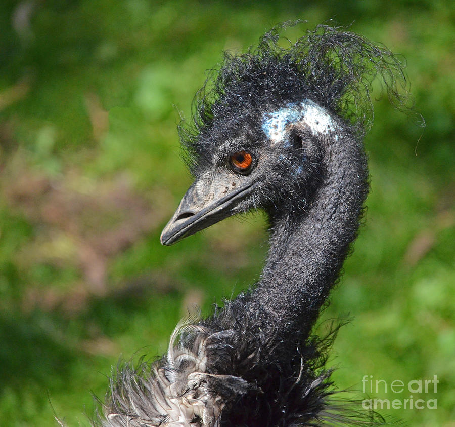 Emu an Angry Looking Bird Whos Having a Bad Hair Day Photograph by Jim Fitzpatrick