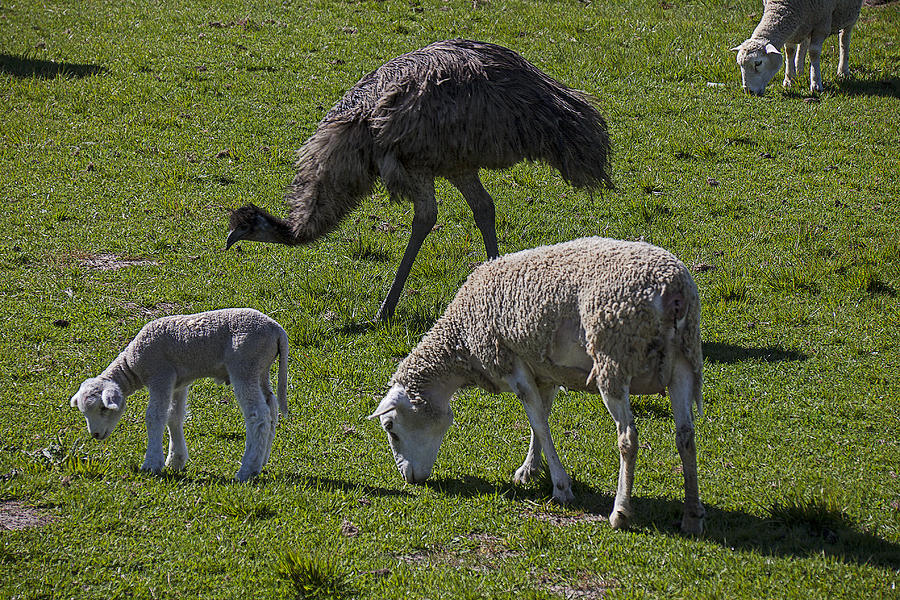 Emu Photograph - Emu and sheep by Garry Gay