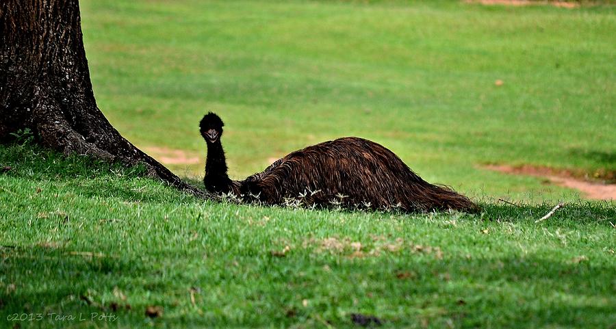 Emu at Rest Photograph by Tara Potts