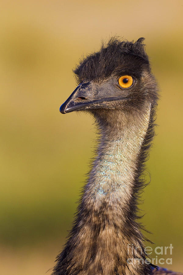 Emu Photograph by BG Thomson